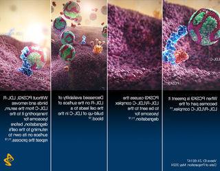 LDL-R binds to cell surface and removes LDL-C from the serum